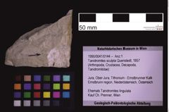 Foto (Objekt + Etiketten) von Tanidromites sculpta (Quenstedt, 1857) (NHMW-GEO-1990-0041-0144)